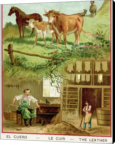 Leather: from the cattle to the tanner and the cobbler workshop, early 20th century (chromo)