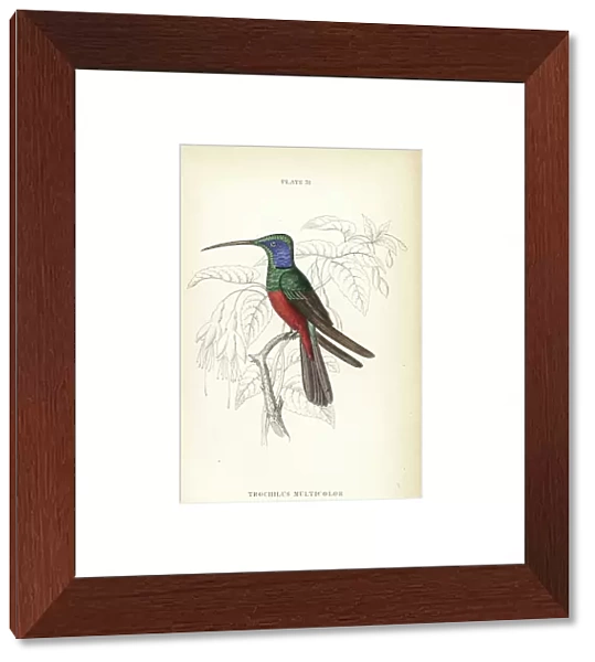 Harlequin hummingbird, Trochilus multicolor. Based on a fabricated specimen in the British Museum. Handcoloured steel engraving by William Lizars from Sir William Jardine's Naturalist's Library: Ornithology: Hummingbirds, Edinburgh, W.H