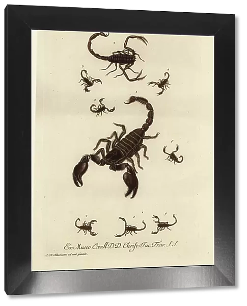 Giant forest scorpion, Heterometrus indus, and other species of scorpions from America, Germany, Italy (Scorpio afer, Scorpio americus, etc.). Handcoloured copperplate engraving by G.W