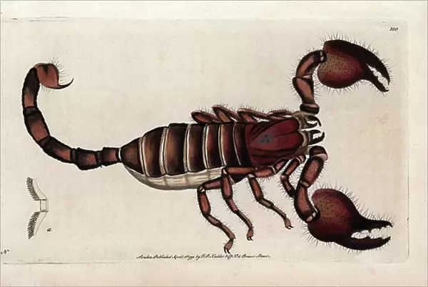 Scorpio of Sri Lanka. Signed illustration N (Frederick Nodder). Copper engraving by Frederick Polydor Nodder (1751-1801), for the naturalist collection, published in 1792 by George Shaw