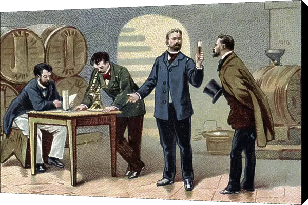 The French chemist and microbiologist, Louis Pasteur (1822-1895) discovering the laws of fermentation through yeasts between 1857 and 1867. End of the 19th century (chromolithograph)