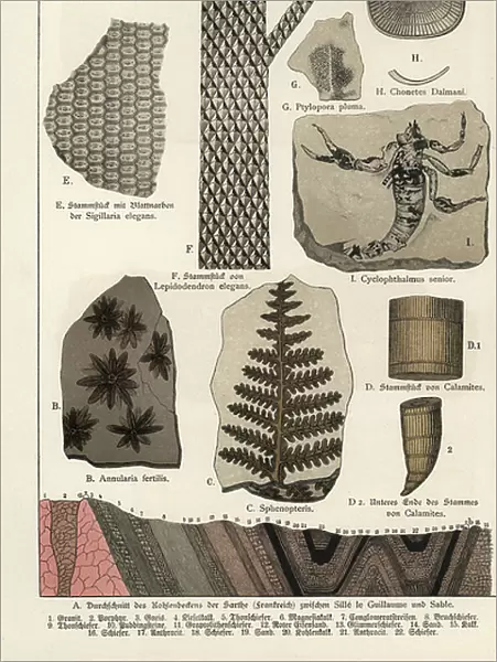 Fossil plants and insects - Chromolithography of Geology and Paleontology by Friedrich Rolle (1827-1887), extract from Natural History by Gotthilf Heinrich von Schubert (1780-1860), 1886 - Fossils of plants including Annularia fertilis