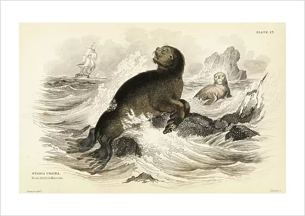 Steller sea lion, Eumetopias jubatus (Sea bear, Otaria ursina). From a specimen in the British Museum. Handcoloured steel engraving by W.H. Lizars after an illustration by James Stewart from Robert Hamilton's Amphibious Carnivora