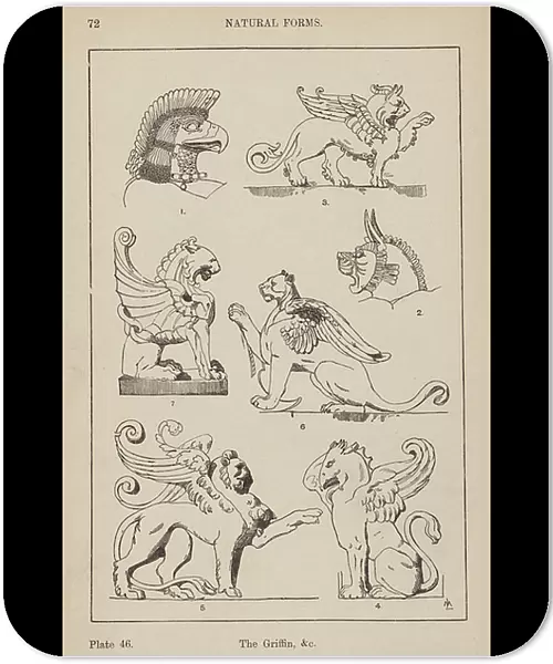 Ornament: Natural Forms, The Griffin, etc (engraving)