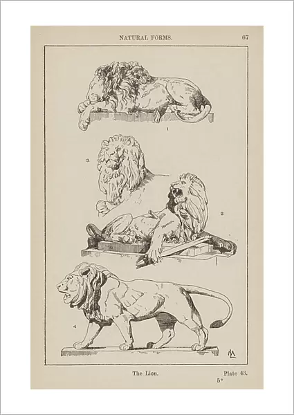 Ornament: Natural Forms, The Lion (engraving)