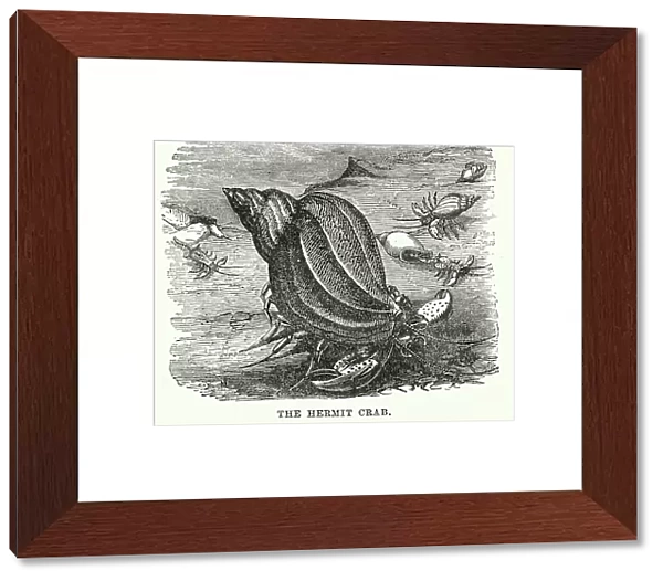 The Hermit Crab (engraving)