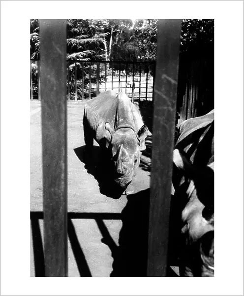 Rhinocerous behind the bars of an enclosure in the zoological garden of Johannesburg
