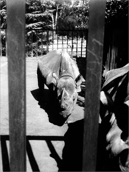 Rhinocerous behind the bars of an enclosure in the zoological garden of Johannesburg