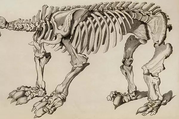 Composite skeleton of Megatherium