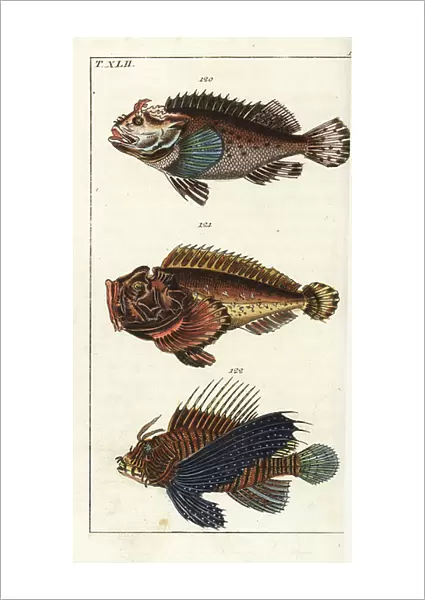 Black scorpion fish, Scorpaena porcus 120, estuarine stonefish, Synanceia horrida 121, and red lionfish, Pterois volitans 122. Handcolored copperplate engraving from Gottlieb Tobias Wilhelm's Encyclopedia of Natural History: Fish, Augsburg, 1804