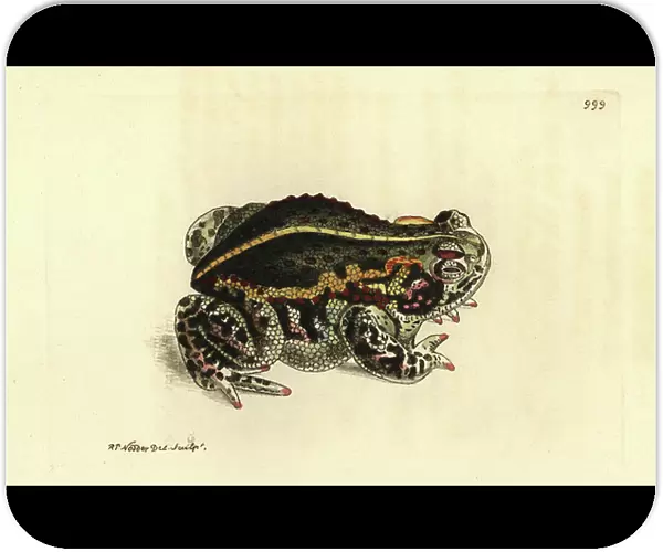 Calamite Toad or Red Toad, Epidalea calamita - Lithography by Richard Polydore Nodder (1774-1823) published in The Naturalist Miscellany, 1812