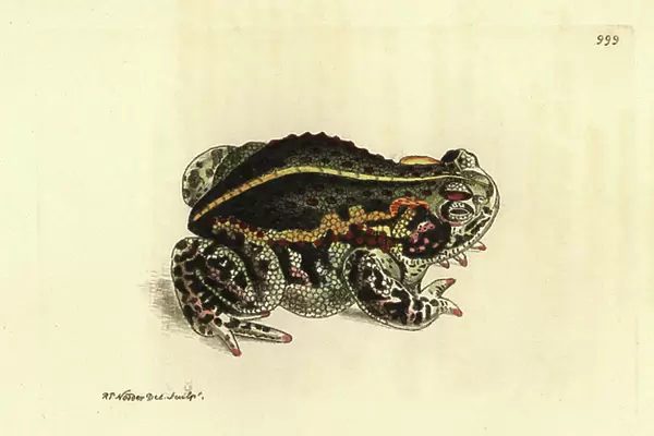 Calamite Toad or Red Toad, Epidalea calamita - Lithography by Richard Polydore Nodder (1774-1823) published in The Naturalist Miscellany, 1812