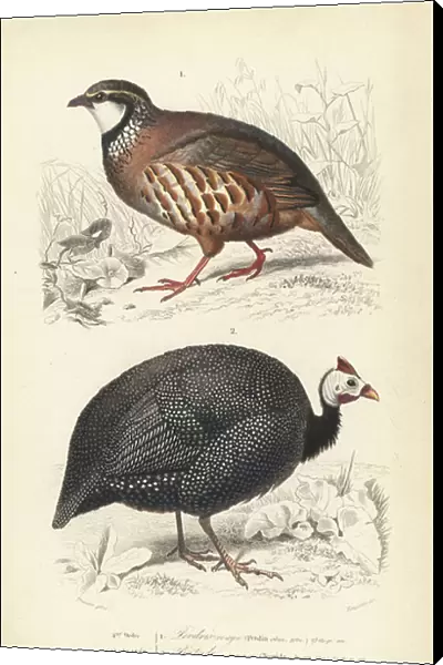 Red-legged partridge, Alectoris rufa, and helmeted guineafowl, Numida meleagris. Handcoloured engraving by Fournier after an illustration by Edouard Travies from Charles d'Orbigny's Dictionnaire Universale d'Histoire Naturelle