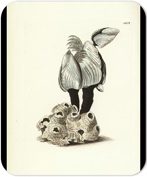 Goose barnacle, Lepas (Anatifa) anserifera (Anserine barnacle, Lepas anserifera). Illustration drawn and engraved by Richard Polydore Nodder. Handcoloured copperplate engraving from George Shaw and Frederick Nodder's The Naturalist's Miscellany