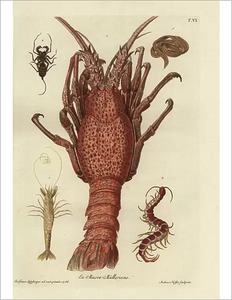 Lobster, Homarus gammarus 1, shrimp species 2, giant centipede, Scolopendra gigantea 3, unknown insect, Pinnoter 4, and tapeworm, Taenia species 5. Handcoloured copperplate engraving by Andreas Hoffer after an illustration by Christian Leinberger