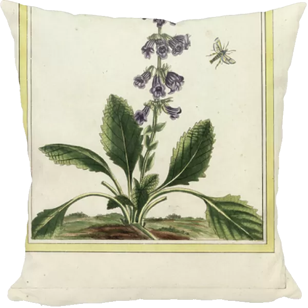 The Melisse of the Pyrenees. Lemon balm, Melissa officinalis. Handcoloured etching from Pierre Joseph Buchoz Precious and illuminated collection of the most beautiful and curious flowers, grown both in the gardens of China and in those of Europe