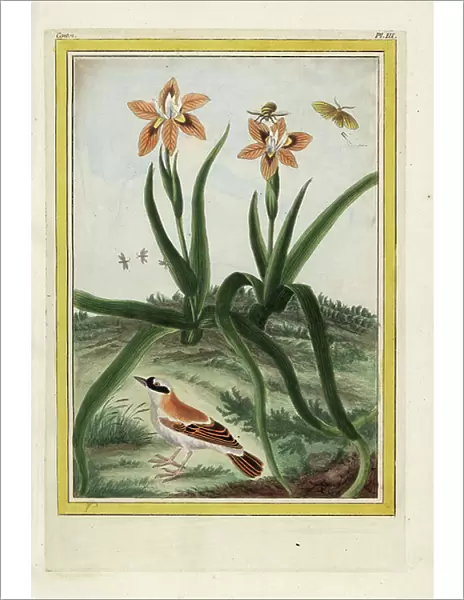 Cape Moree, Moree chinensis. Leopard lily, Iris domestica. Handcoloured etching from Pierre Joseph Buchoz Precious and illuminated collection of the most beautiful and curious flowers, grown both in the gardens of China and in those of Europe