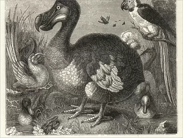 Painting of the dodo and other ducks, macaws and rail drawn from life by Dutch artist Roelandt Savery. Presented to the British Museum by George Edwards, 1759