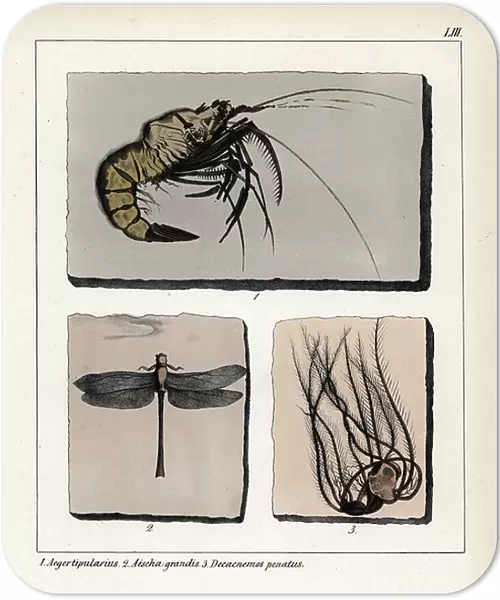 Jurassic shrimp fossils: Aeger tipularius, dragonfly Aeschna grandis and Decacnemos penatus. Lithographie in Petrefactenbuch (Book of Petrification) by Dr. F.A.Schmidt, published in Stuttgart (Germany) in 1855 by Verlag von Krais and Hoffmann
