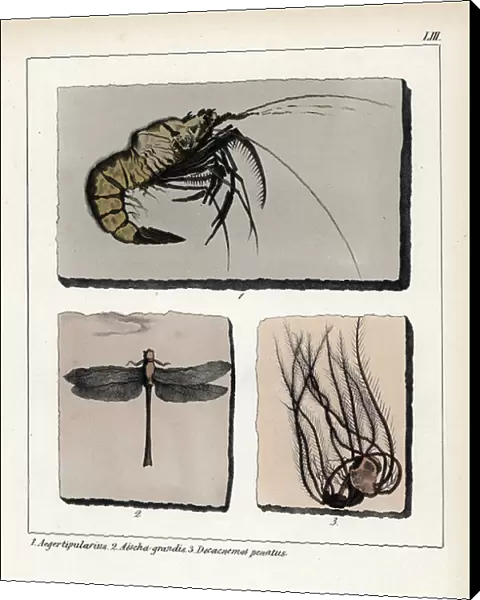 Jurassic shrimp fossils: Aeger tipularius, dragonfly Aeschna grandis and Decacnemos penatus. Lithographie in Petrefactenbuch (Book of Petrification) by Dr. F.A.Schmidt, published in Stuttgart (Germany) in 1855 by Verlag von Krais and Hoffmann