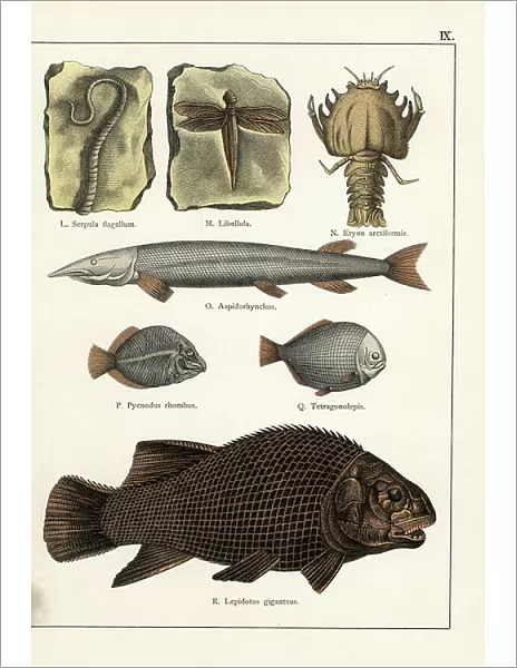 Fossils of marine animals, fish and a dragonfly - Chromolithography of Geology and Paleontology by Friedrich Rolle (1827-1887), extract from Natural History by Gotthilf Heinrich von Schubert (1780-1860)