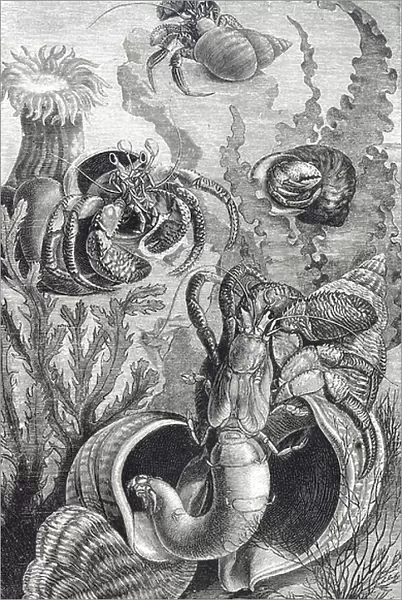 Engraving depicting hermit crabs, decapod crustaceans of the superfamily Paguroidea, 19th century