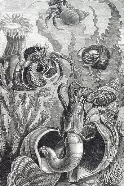 Engraving depicting hermit crabs, decapod crustaceans of the superfamily Paguroidea, 19th century