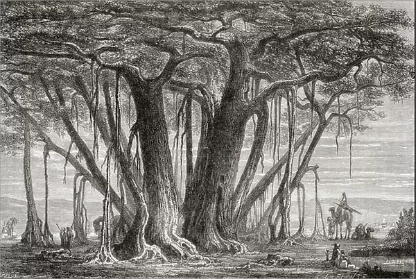 The Bodhi Tree aka the Pagoda Fig Tree, Bodhi Fig Tree or Bo Tree, (Ficus religiosa), 1882