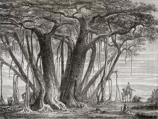 The Bodhi Tree aka the Pagoda Fig Tree, Bodhi Fig Tree or Bo Tree, (Ficus religiosa), 1882