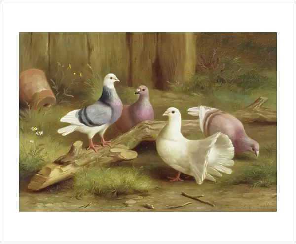 Doves, 1918 (oil on canvas)