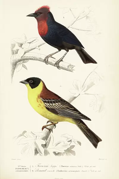 Crested malimbe, Malimbus malimbicus, and black-headed bunting, Emberiza melanocephala. Handcoloured engraving by Fournier after an illustration by Edouard Travies from Charles d'Orbigny's Dictionnaire Universale d'Histoire Naturelle