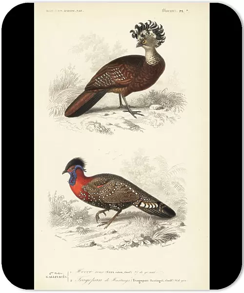 Great curassow, Crax rubra (vulnerable) and western tragopan, Tragopan melanocephalus (vulnerable). Handcoloured engraving by Fournier after an illustration by Edouard Travies from Charles d'Orbigny's Dictionnaire Universale d'Histoire Naturelle