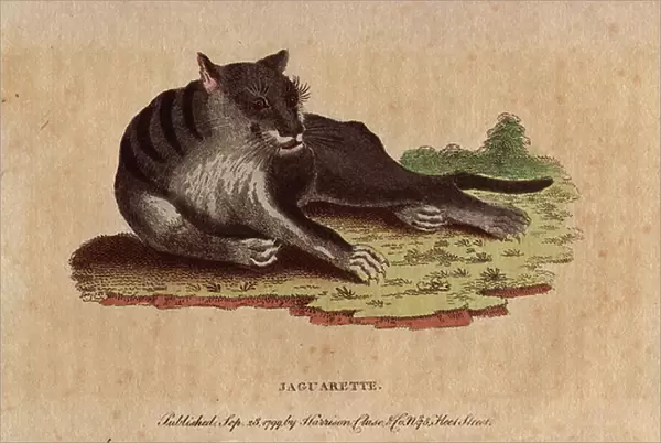 Black cougar or melanic cougar (Panthera sp), rare variant of the species of pantheres, living in South America. Call Jaguarete again or black cougar. Lithographie in The Naturalist Pocket Magazine or Cabinet complete des Curiosites et Beautes de la