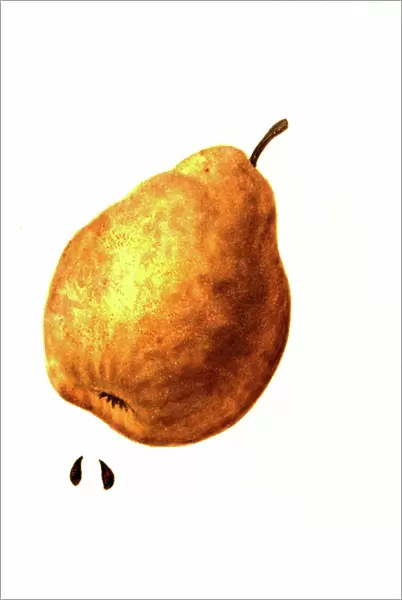 Pear of the Petra Pear variety, digitally restored reproduction, 19th century