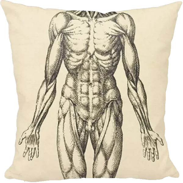 Musculature in the male human body