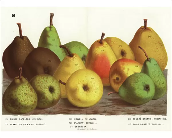 Pear varieties, Pyrus communis: Prince Napoleon, Vermillon d'en Haut, Howell, Dr. Andry, Onondaga, Butter Nantais and Louis Noisette. Handcoloured lithograph from Louis van Houtte and Charles Lemaire's Flowers of the Gardens and Hothouses of Europe