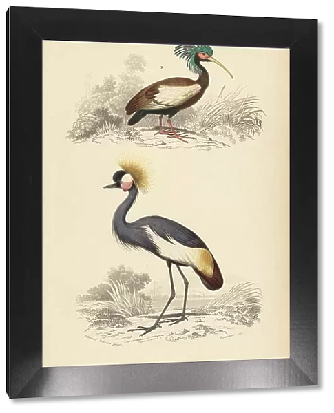 Madagascan crested ibis, Lophotibis cristata (near threatened) and grey crowned crane, Balearica regulorum (endangered). Handcoloured engraving by Fournier after an illustration by Edouard Travies from Charles d'Orbigny's Dictionnaire Universelle