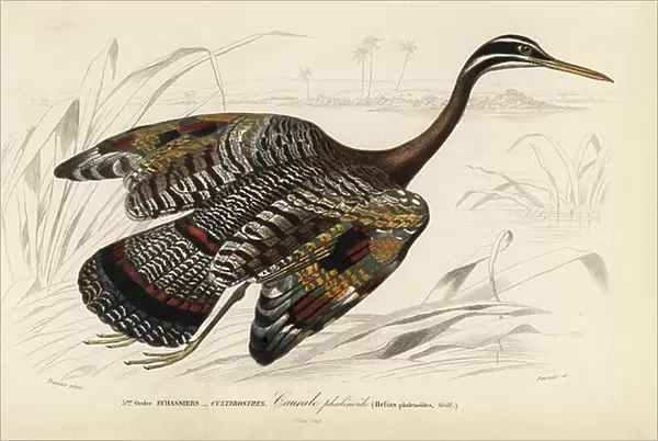 Sunbittern, Eurypyga helias. Handcoloured engraving by Fournier after an illustration by Edouard Travies from Charles d'Orbigny's Dictionnaire Universale d'Histoire Naturelle (Dictionary of Natural History), Paris, 1849