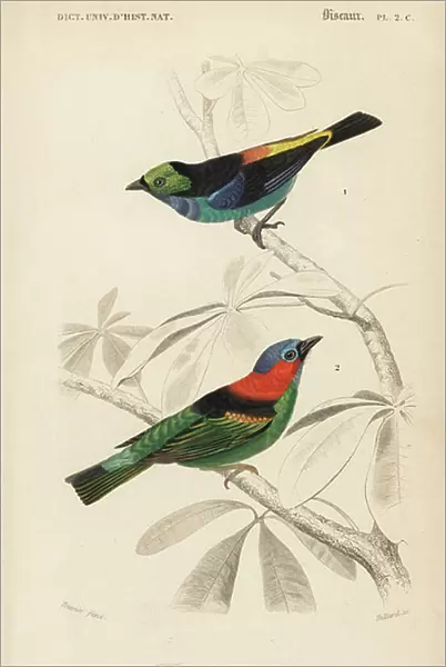 Red-necked tanager, Tangara cyanocephala, and paradise tanager, Tangara chilensis. Handcoloured engraving by Fournier after an illustration by Edouard Travies from Charles d'Orbigny's Dictionnaire Universelle d'Histoire Naturelle