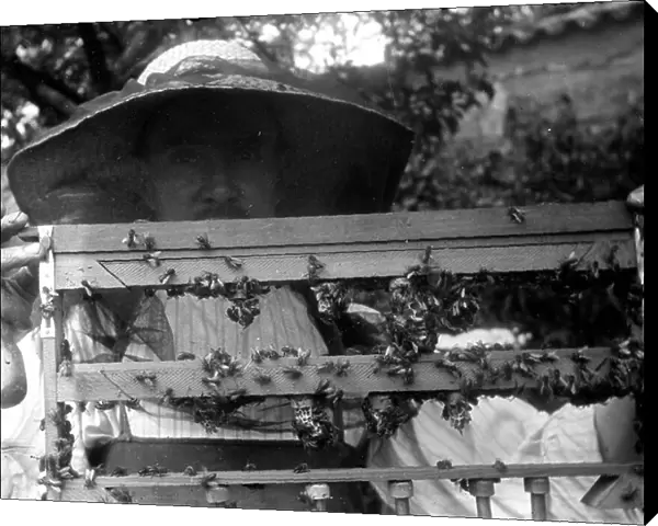 France, Rhone-Alpes, Rhone (69), Lyon: Beehives and bees at a beekeeper, a beekeeper poses with his bees, 1910