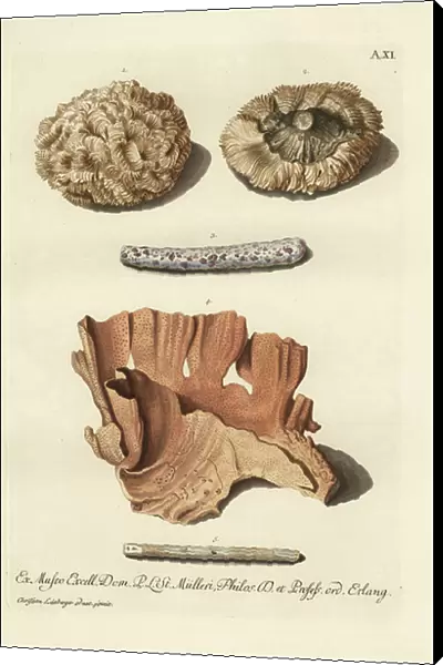 Coral species, Cerebrites or Lithocerebrum 1, 2, Madrepora branch colonized by stony coral 3, lobe coral, Porites lobata, Millepora lobata 4, and sea fan, Gorgonia species, Baculus marinus 5