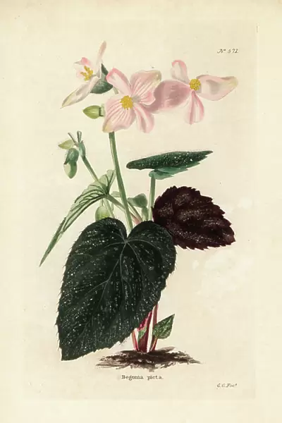 Painted begonia, Begonia picta. Handcoloured copperplate engraving by George Cooke from Conrad Loddiges Botanical Cabinet, Hackney, London, 1821