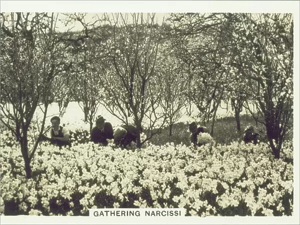 Our Countryside, 1938: Gathering Narcissi (b / w photo)
