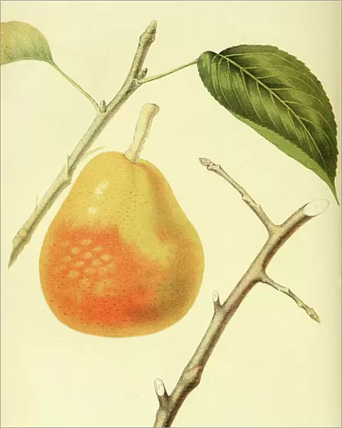 Pear of the Doyenne Boussock Pear variety, digitally prepared reproduction of a watercolour drawing from 1856