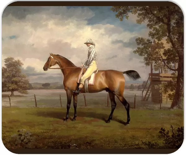 Portrait of a Racehorse, Possibly Disguise, the Property of the Duke of Hamilton