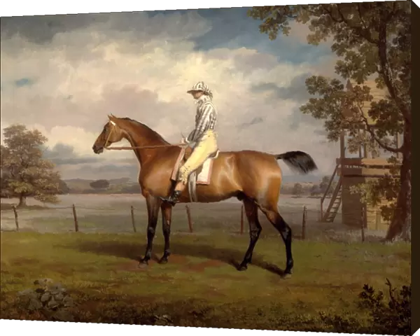 Portrait of a Racehorse, Possibly Disguise, the Property of the Duke of Hamilton