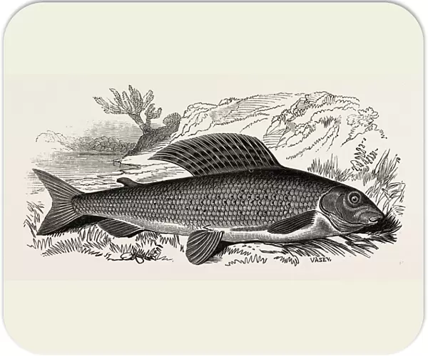 The Grayling