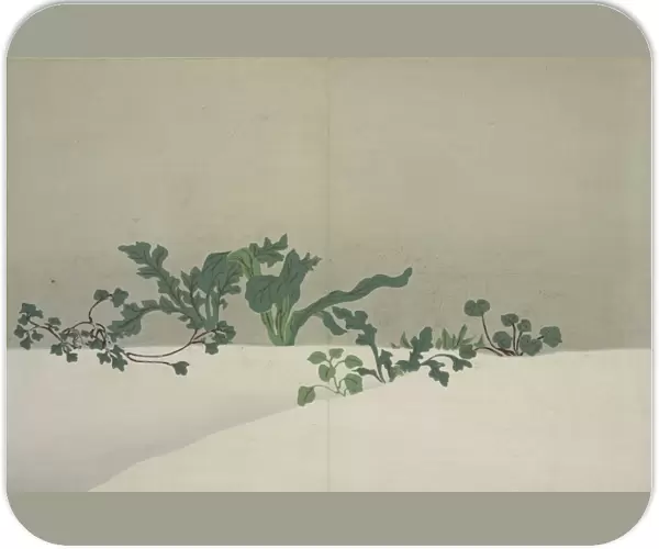 Green Plants. Kamisaka, Sekka, (Artist), Date Issued: 1909, Momoyogusa = Flowers