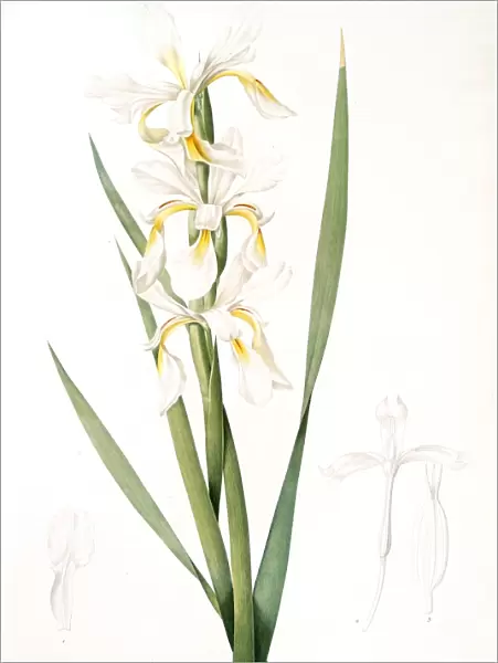 Iris ochroleuca, Iris jaune blanc; Salt Marsh Iris, Sea shore Iris; Tall Iris, Redoute