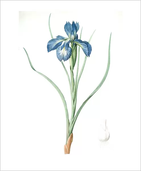 Iris xyphioides, Iris faux-xyphium; English Iris, Redoute, Pierre Joseph, 1759-1840